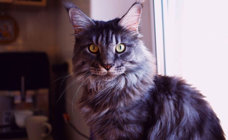 maine coon