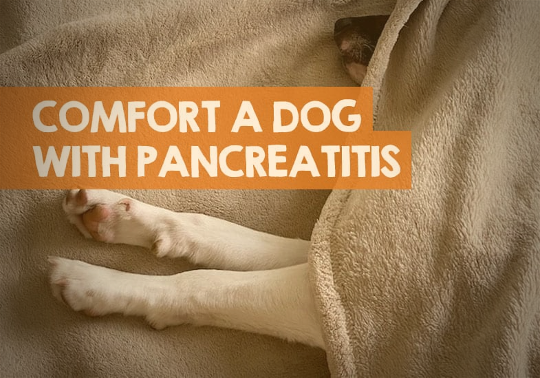 how to comfort a dog with pancreatitis