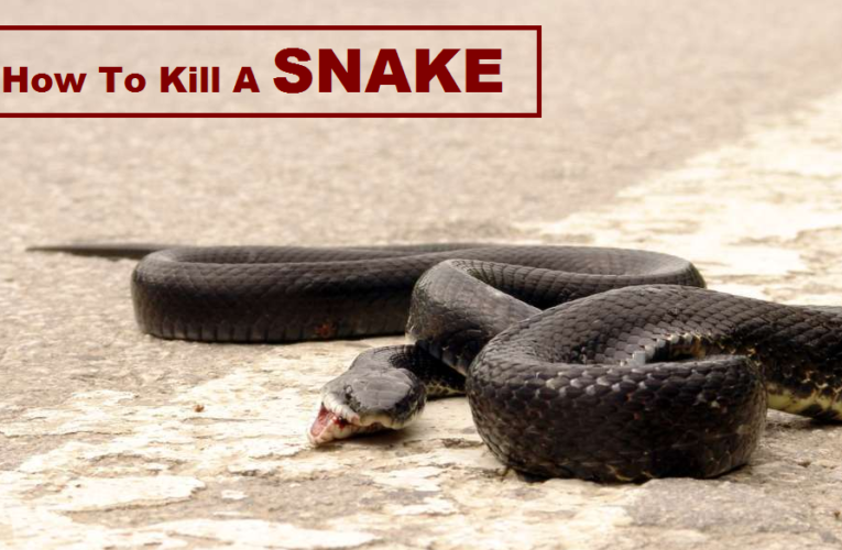 How To Kill A Snake