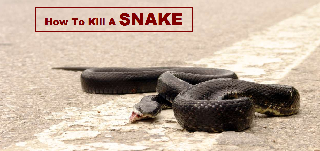 how to kill a snake