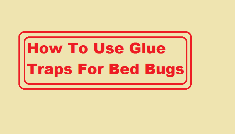 How To Use Glue Traps For Bed Bugs