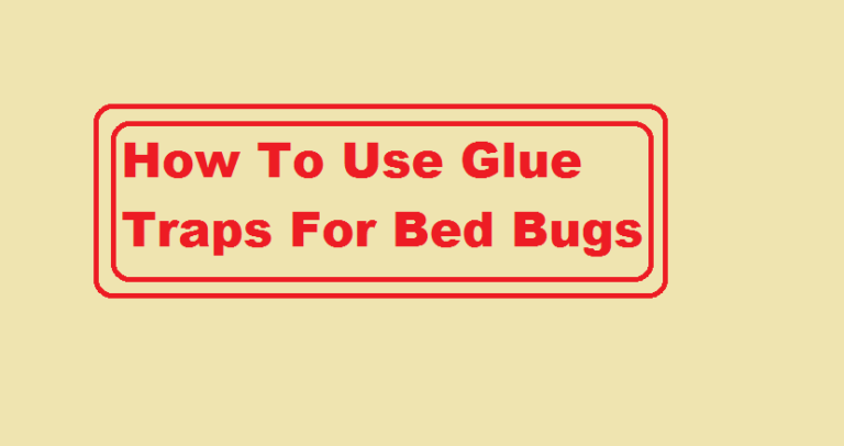 how to use glue traps for bed bugs