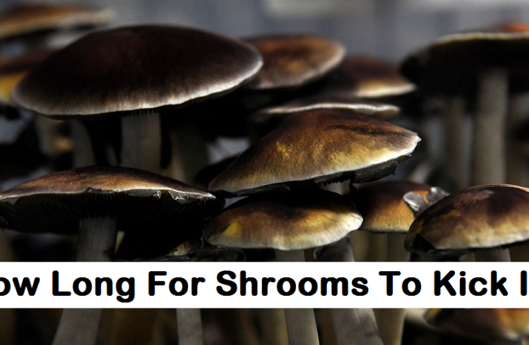 How Long For Shrooms To Kick In