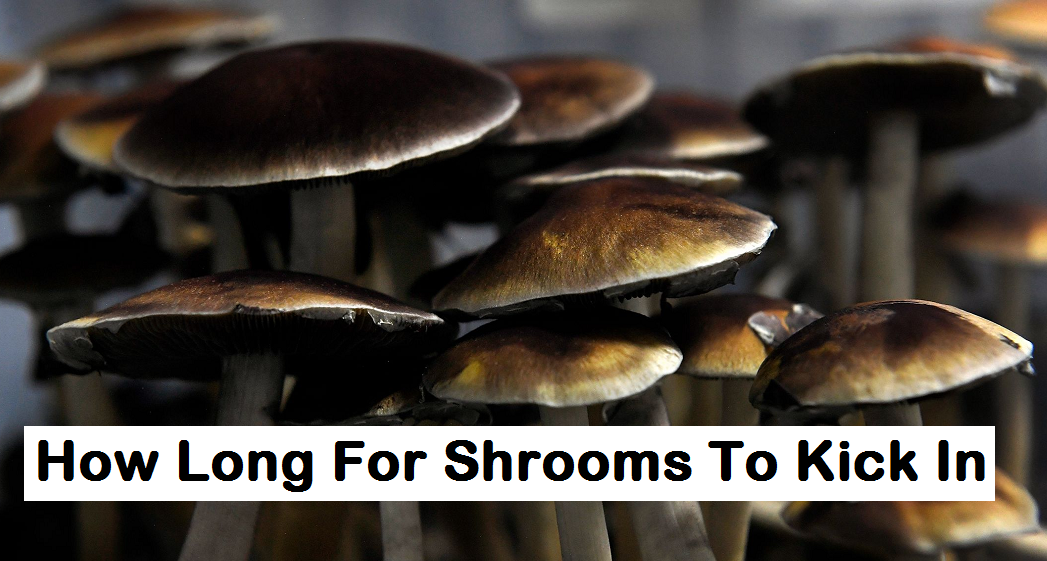 how long for shrooms to kick in