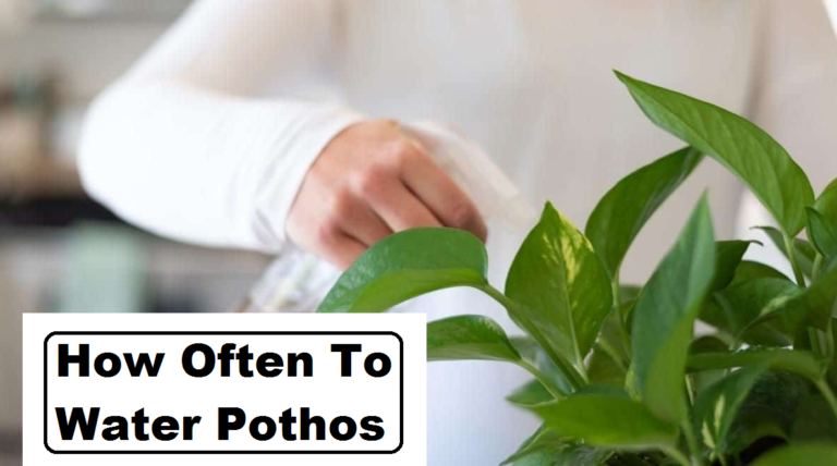 how often to water pothos