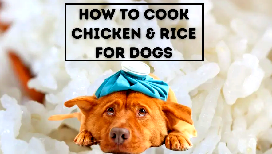 how to boil chicken for dogs