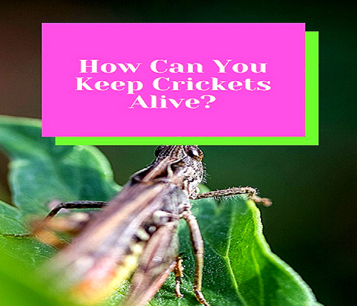 how to keep crickets alive