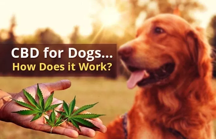 CBD Oil for Dogs