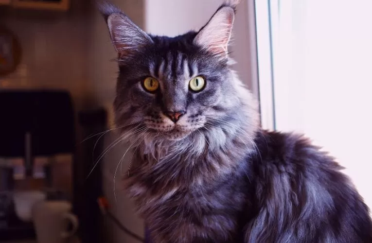 A Guide About The Breed — Maine Coon