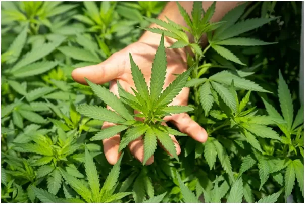 What benefits can CBD bring to cure pain?