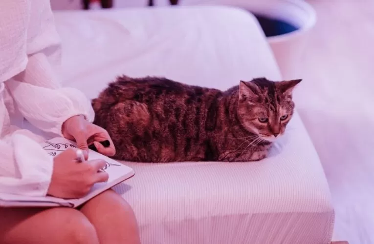 6 Facts About Pet Insurance: What Makes for the Best Plan