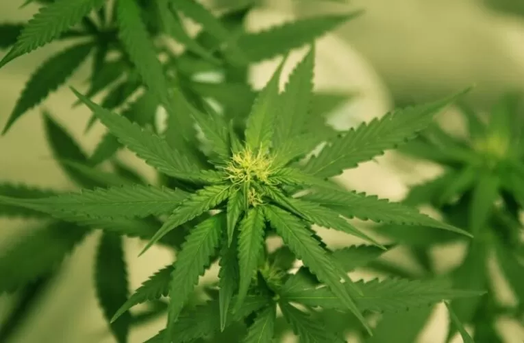 Benefits of Getting a Marijuana Medical Card