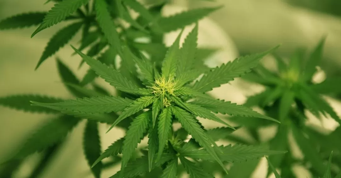 medical marijuana card