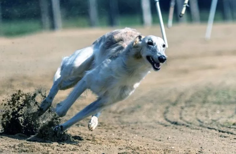 The Best Greyhound Tracks in the Midlands