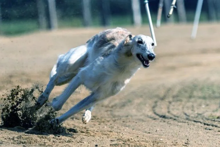 greyhound tracks