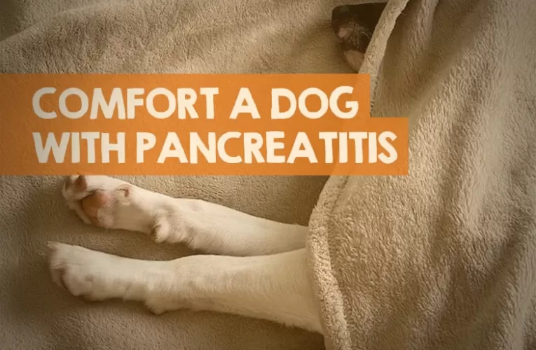 How To Comfort A Dog With Pancreatitis