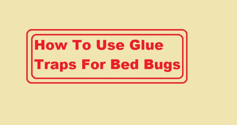 how to use glue traps for bed bugs