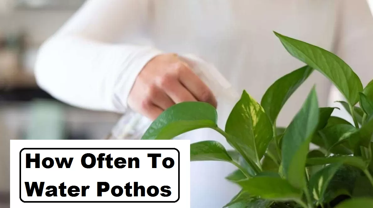 how often to water pothos