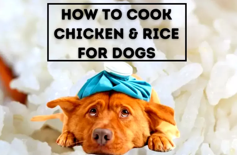 How To Boil Chicken For Dogs