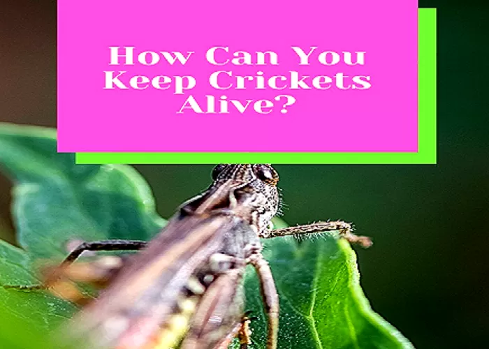  How To Keep Crickets Alive